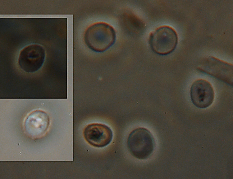 Una crosta a lunghi denti - foto 6727 (Dentipellis fragilis)